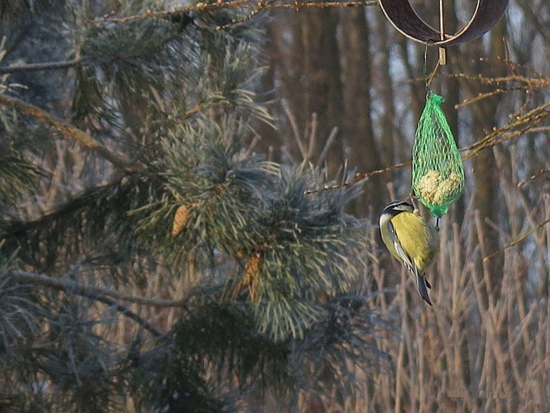 mésange en hiver