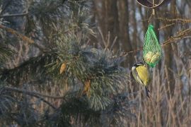 mésange en hiver